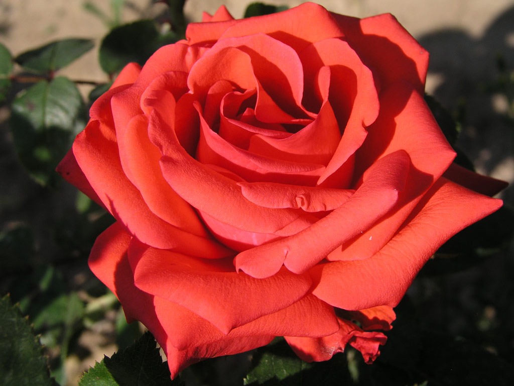 růže Josephine Baker