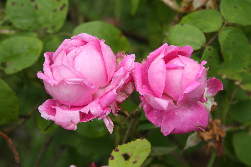 růže Josephine Ritter