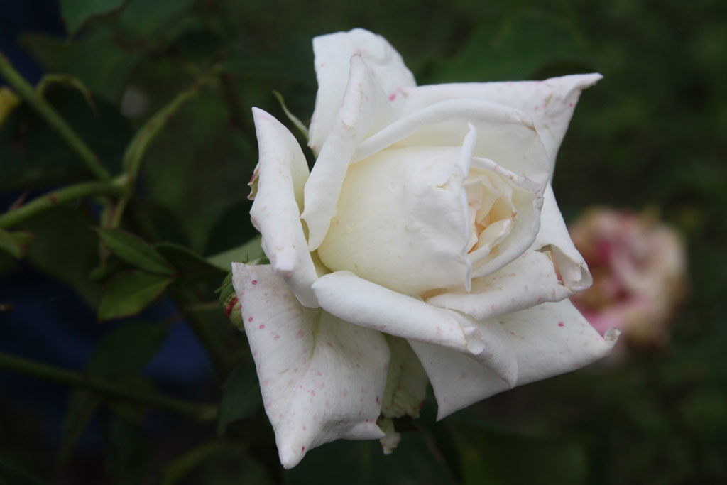 růže Julianus Bart