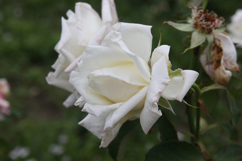 růže Julianus Bart