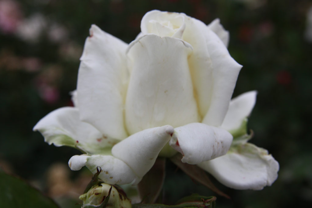 růže Julianus Bart