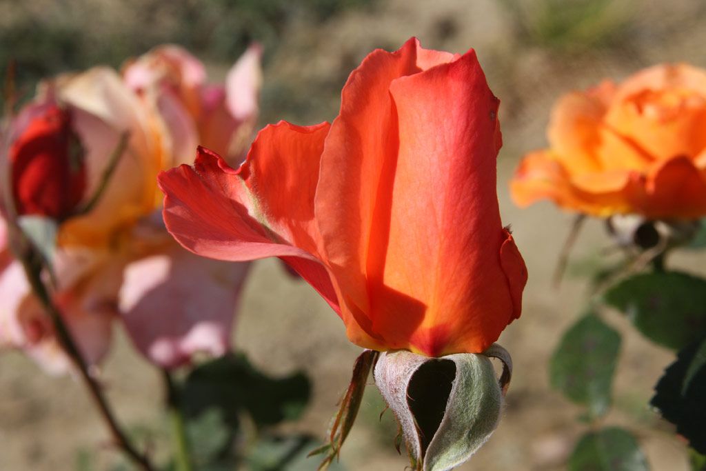 růže Julie Delbard