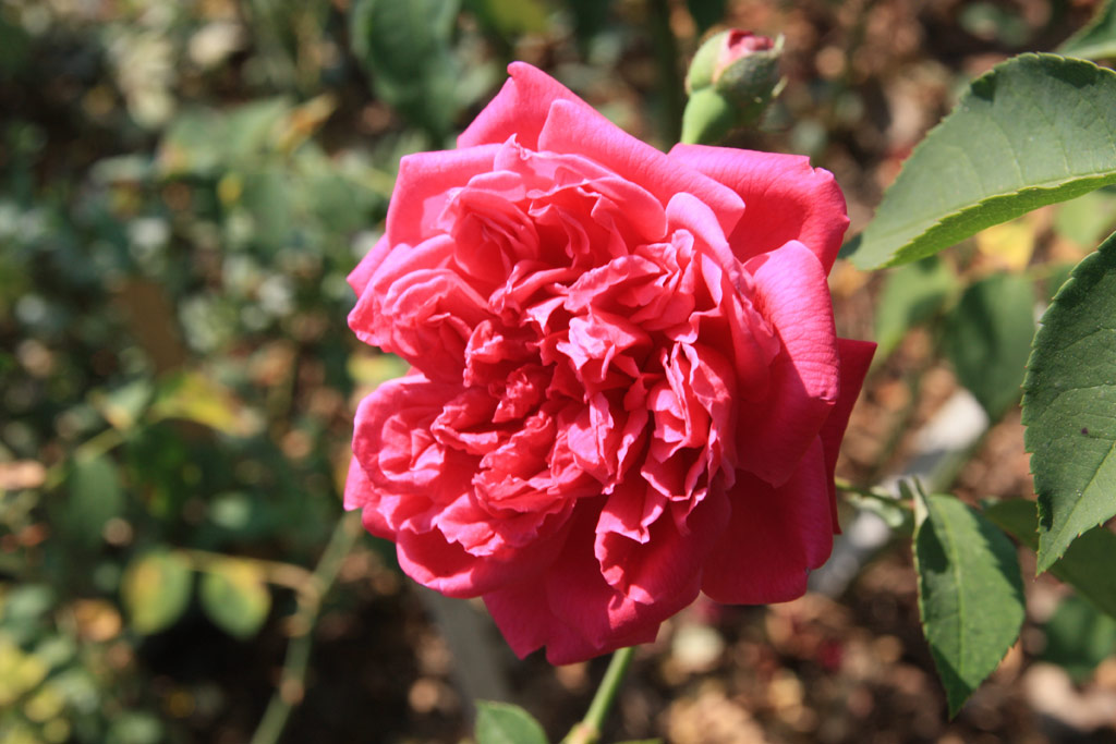 růže Julius Fabianics de Misefa