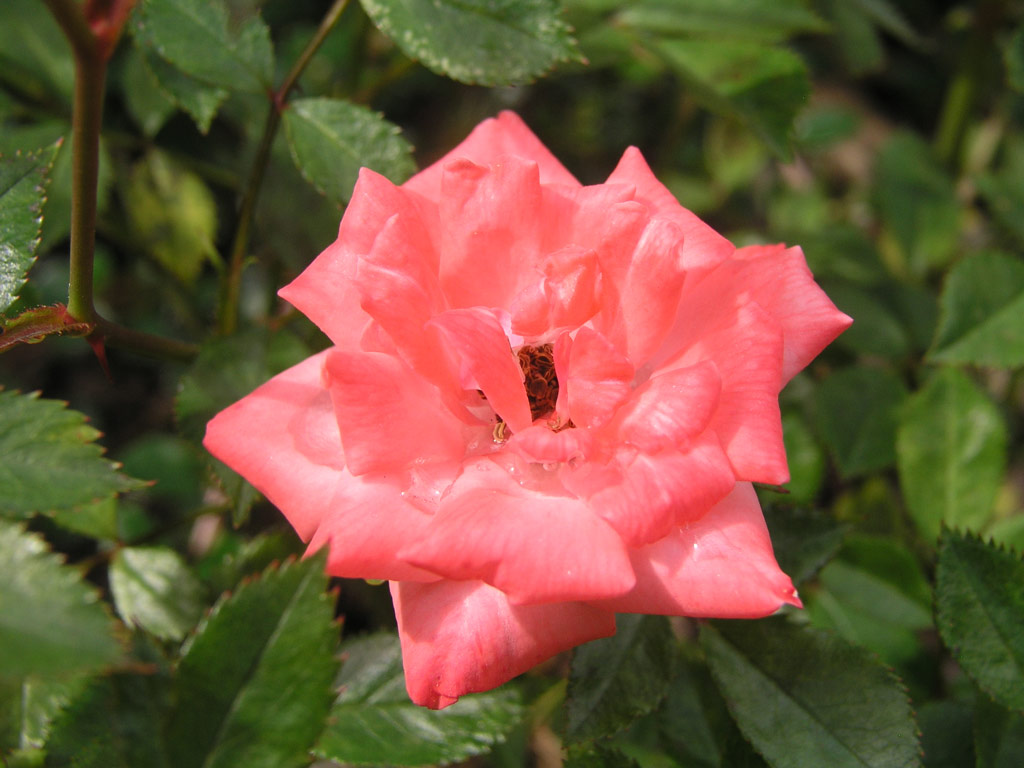 růže June Time (Troja)