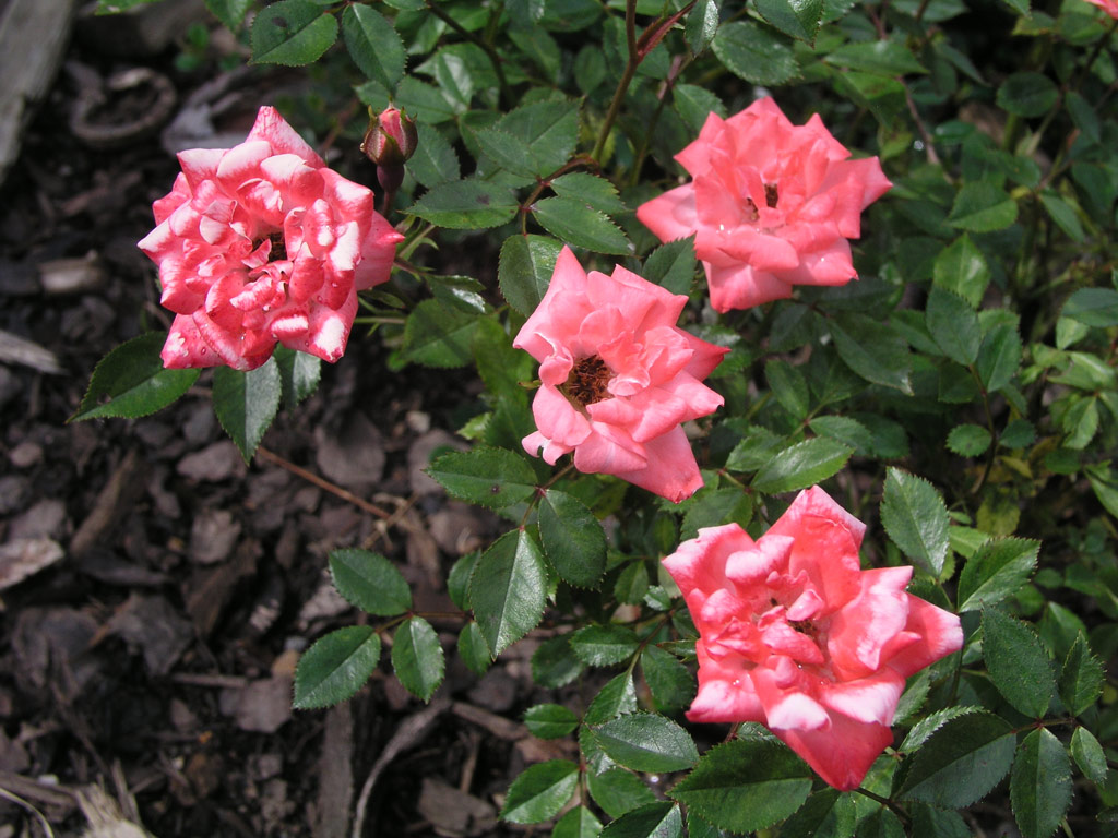 růže June Time (Troja)