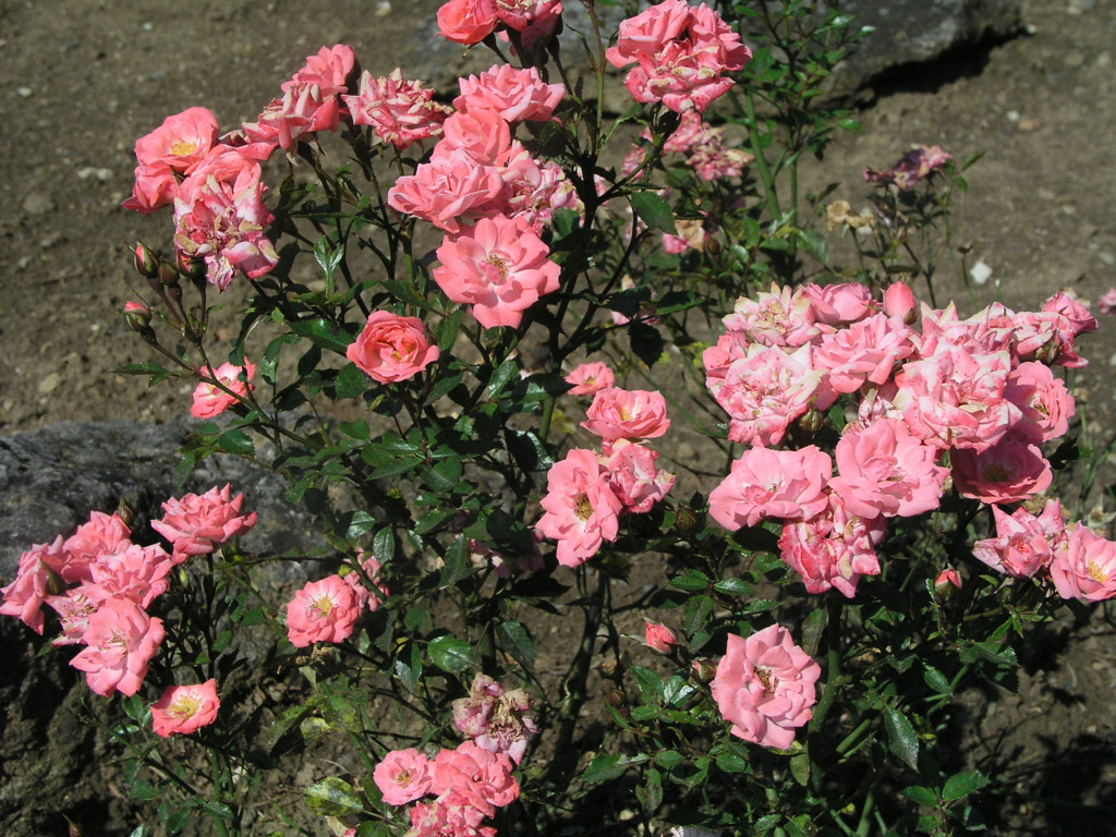 růže June Time (Troja)