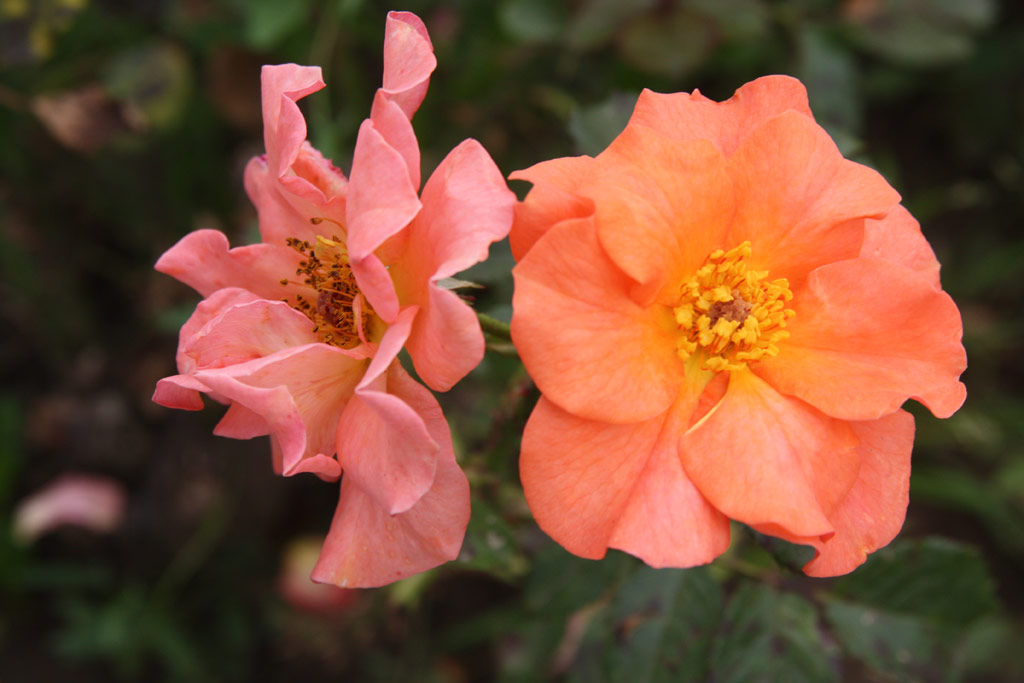 růže Kacsk Pougrde