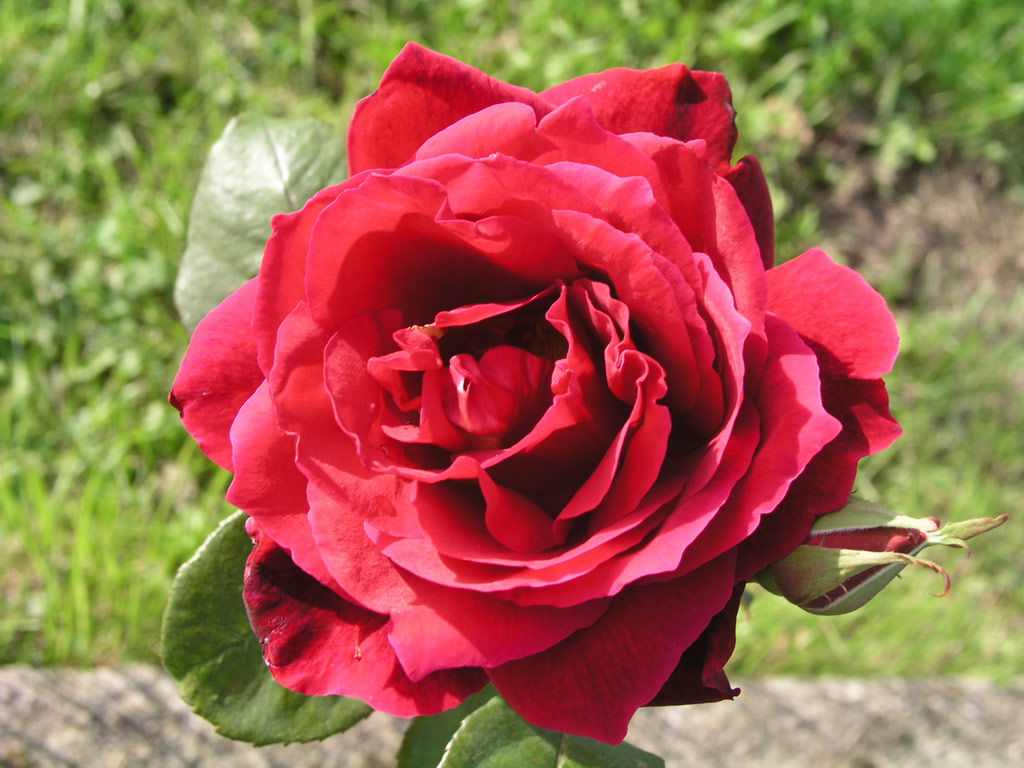 růže Kaiserin Farah