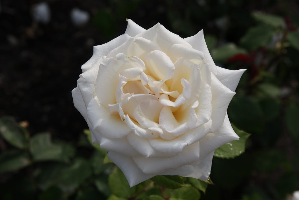 růže Kaiserin Zita