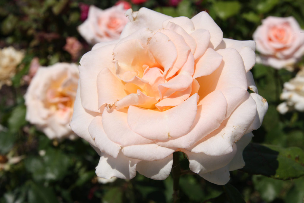 růže Kaiserin Zita