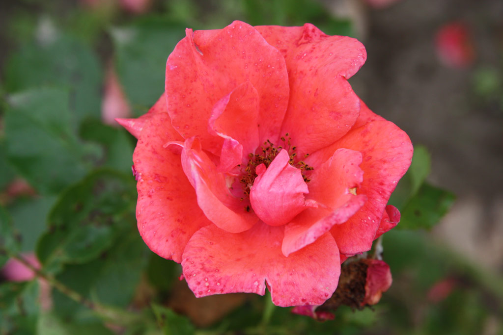 růže Kapisztrn Szent Jnos