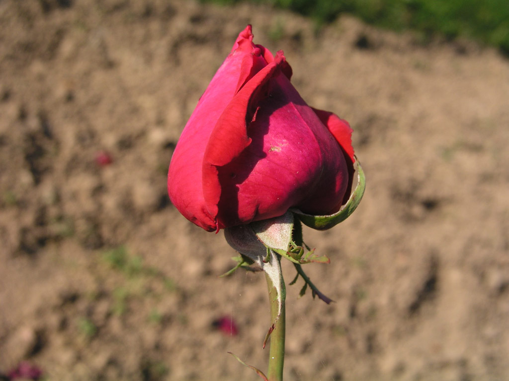 růže Kardinal (1965)