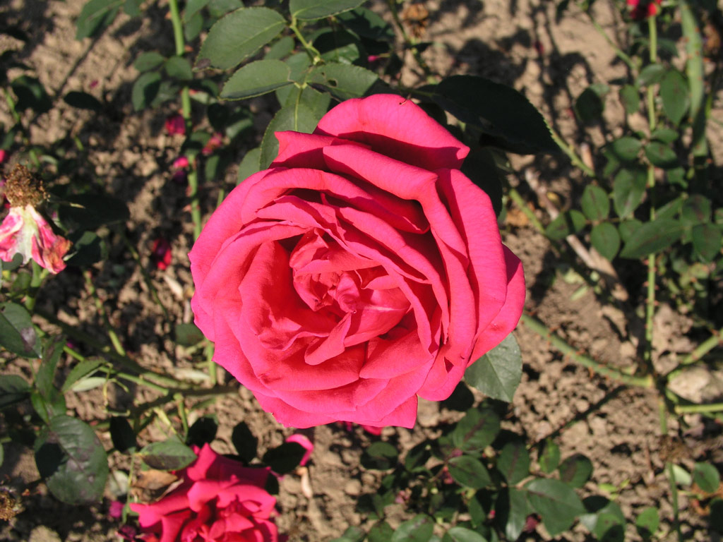 růže Kardinal (1965)