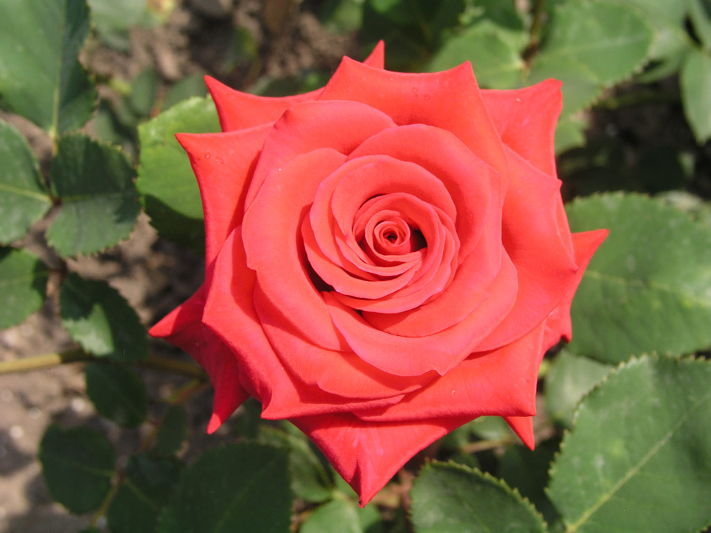 růže Kardinal (1985)