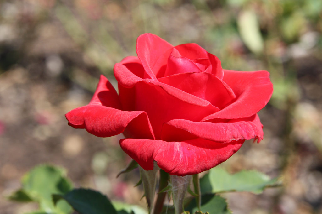 růže Kardinal (1985)