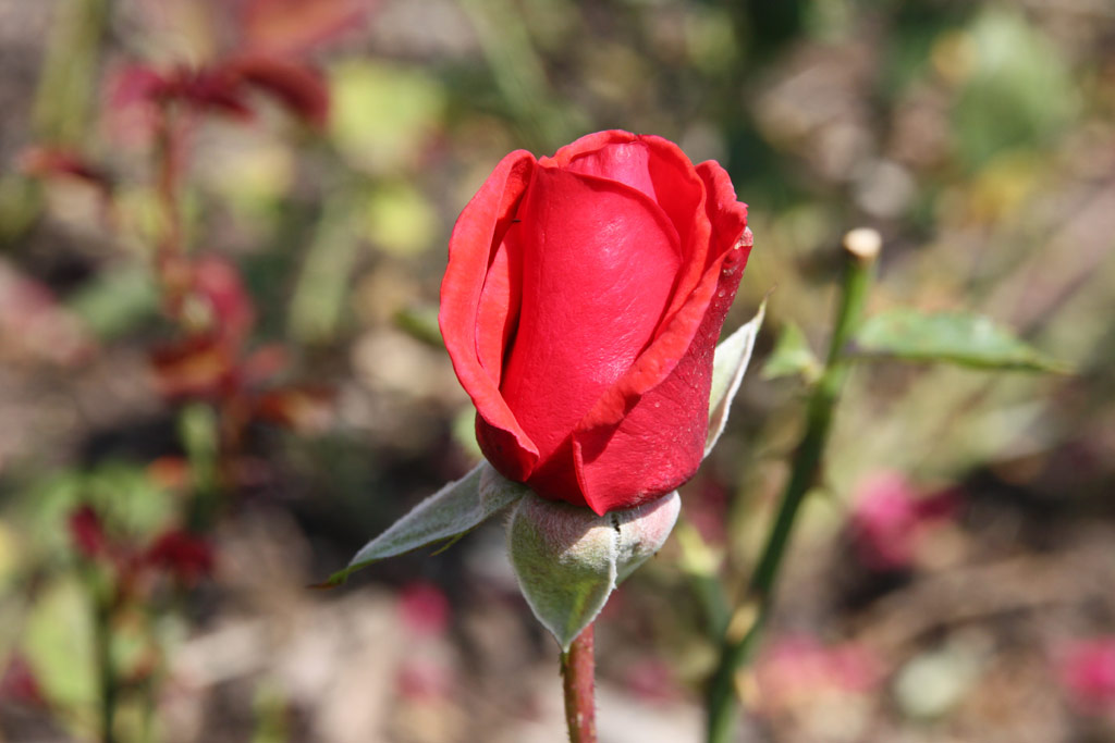 růže Kardinal (1985)