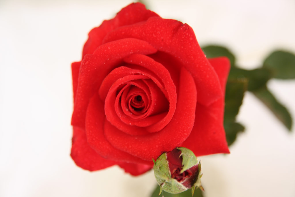 růže Kardinal (1985)