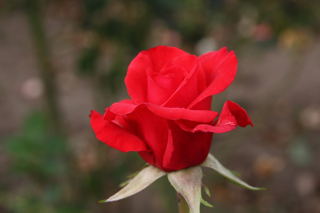 růže Kardinal (1985)