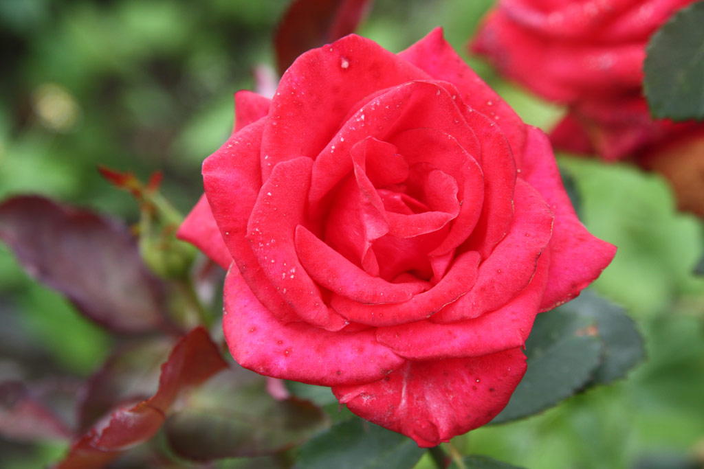 růže Kardinal (1985)