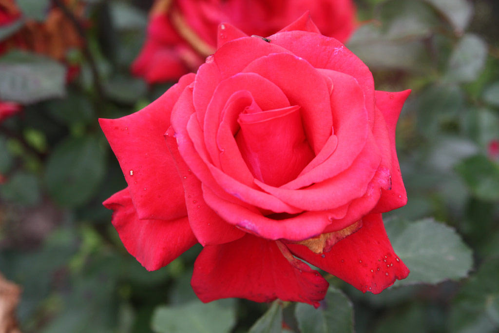 růže Kardinal (1985)