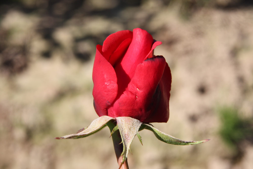 růže Kardinal (1985)