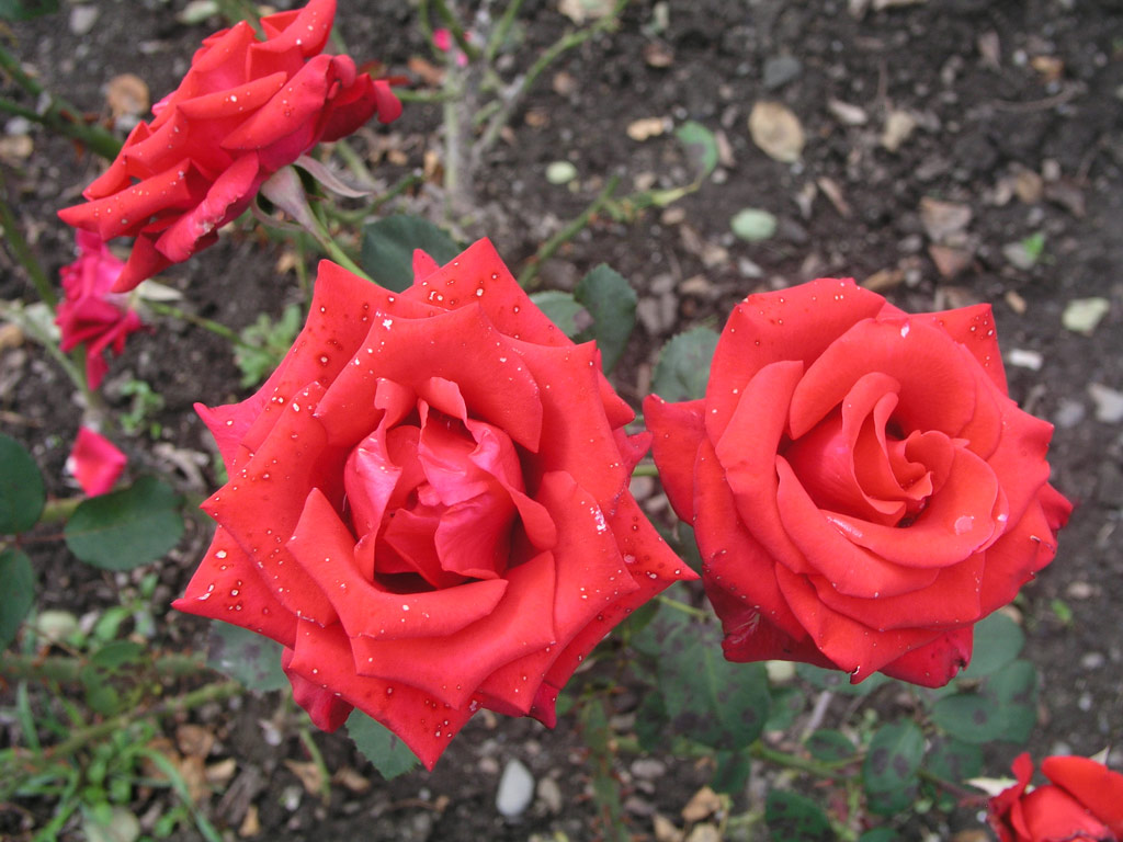 růže Kardinal (1985)