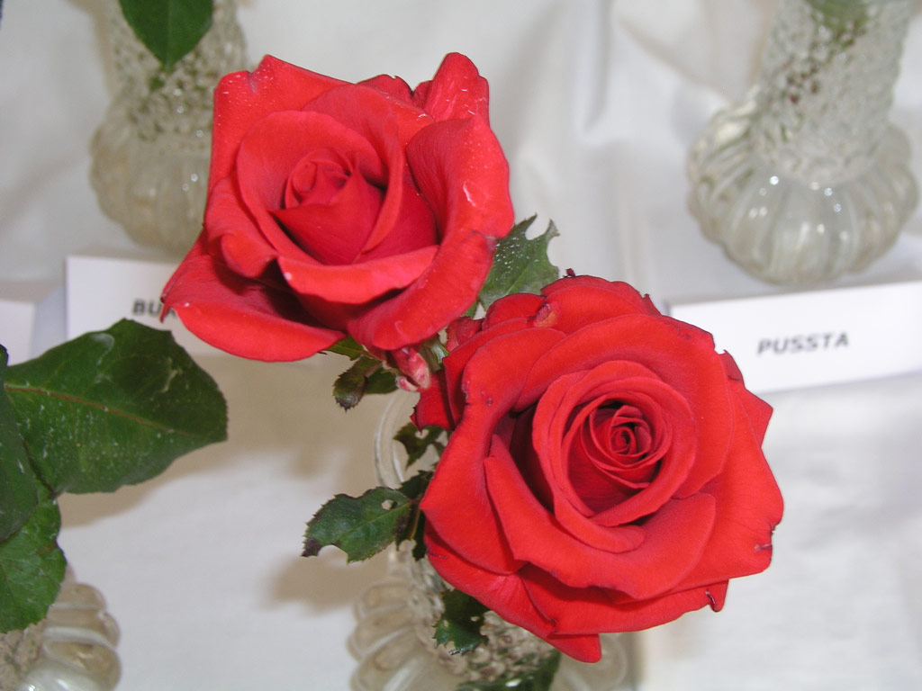 růže Kardinal (1985)