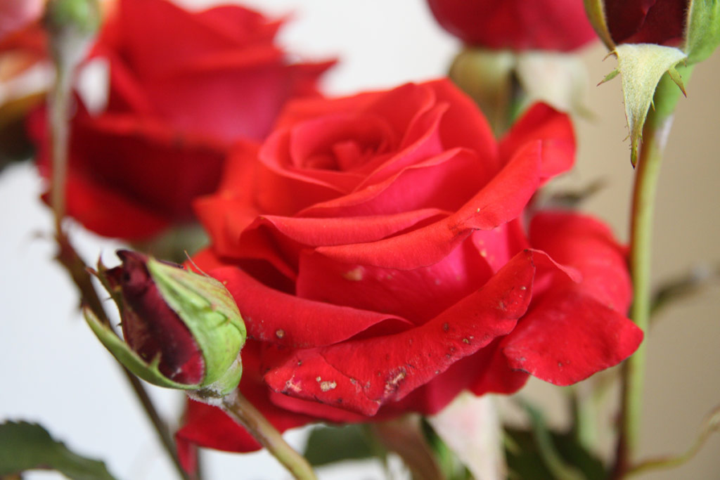 růže Kardinal (1985)