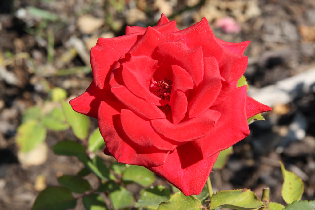 růže Kardinal (1985)