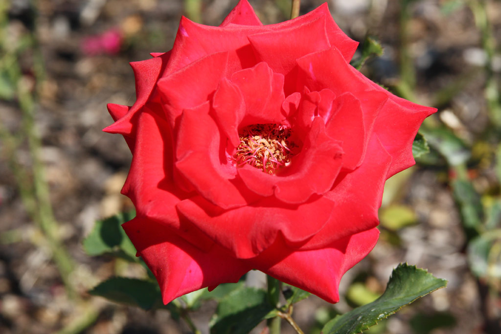 růže Kardinal (1985)