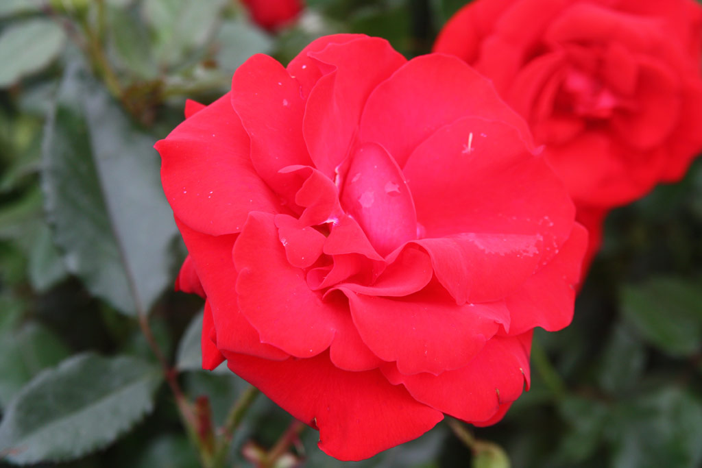 růže Kardinal Knig