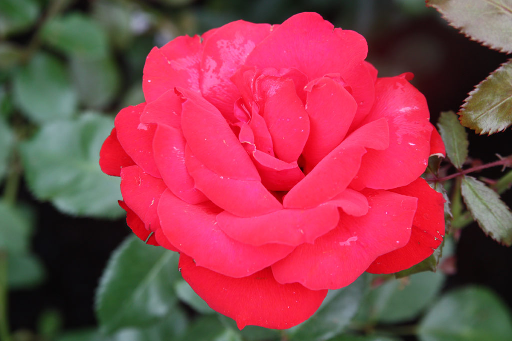 růže Kardinal Knig