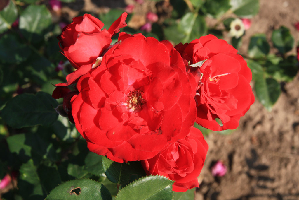 růže Karel Hynek Mcha
