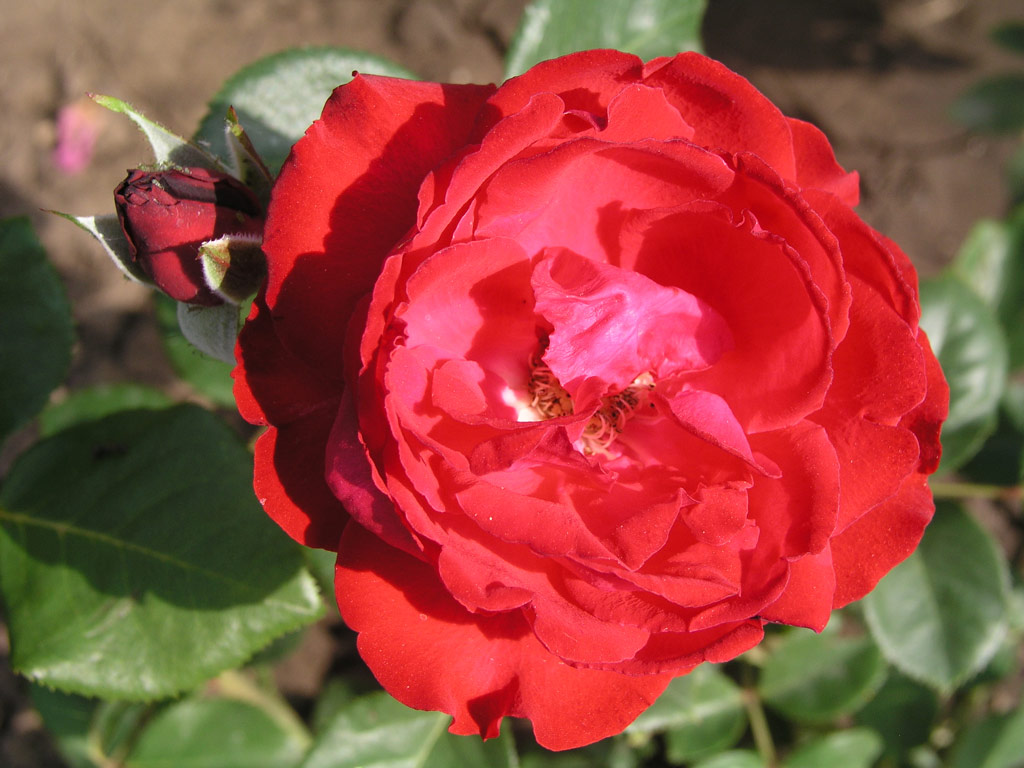 růže Karel Hynek Mcha