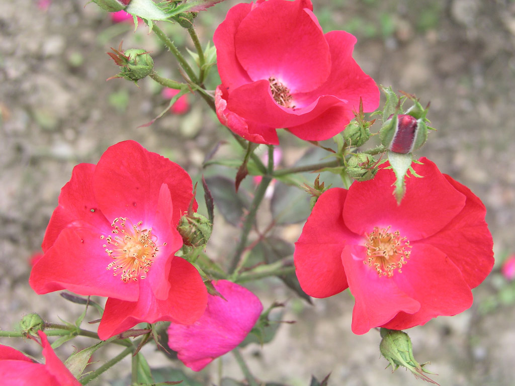 růže Karen Poulsen