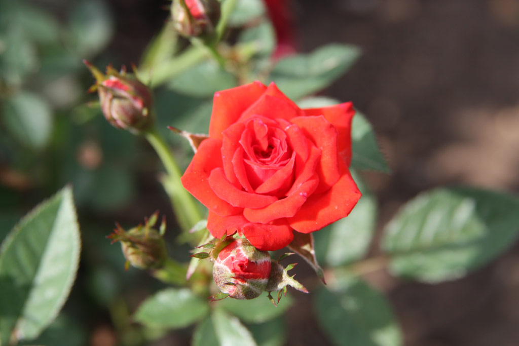 růže Karkulka Mini