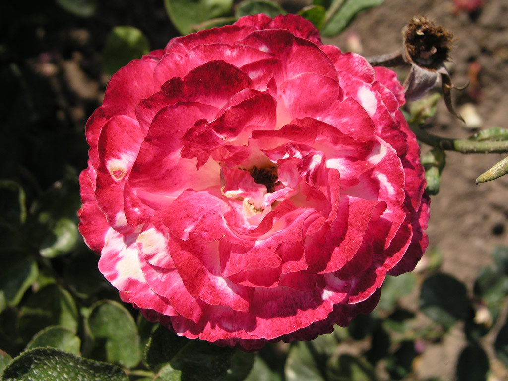 růže Karkulka Mutace