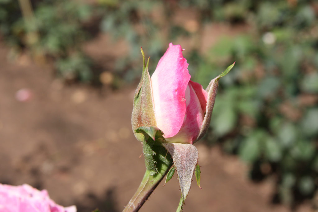 růže Karkulka Sv?tl Mutace