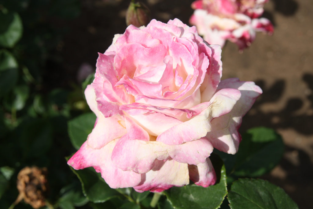 růže Karkulka Sv?tl Mutace