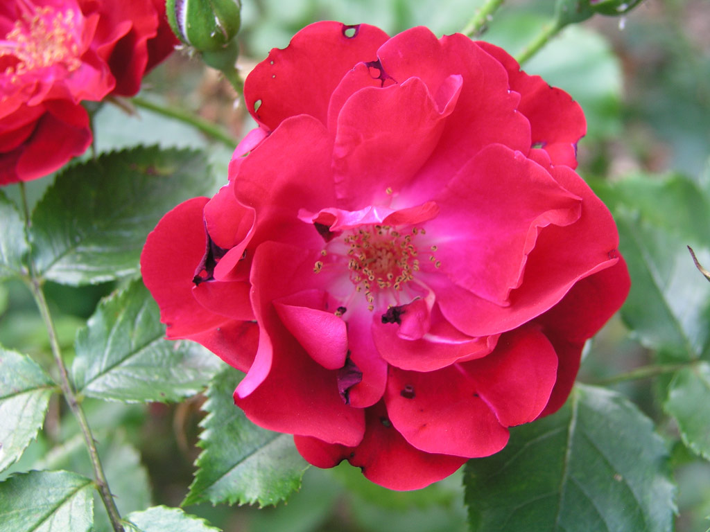 růže Kassel