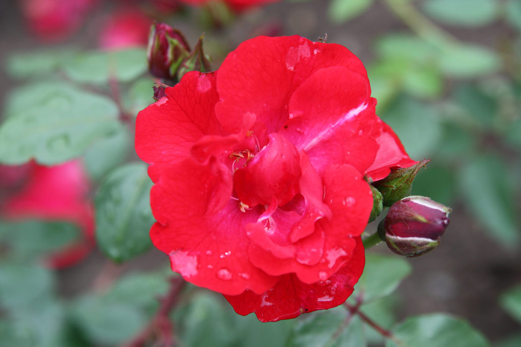 růže K�the Duvigneau