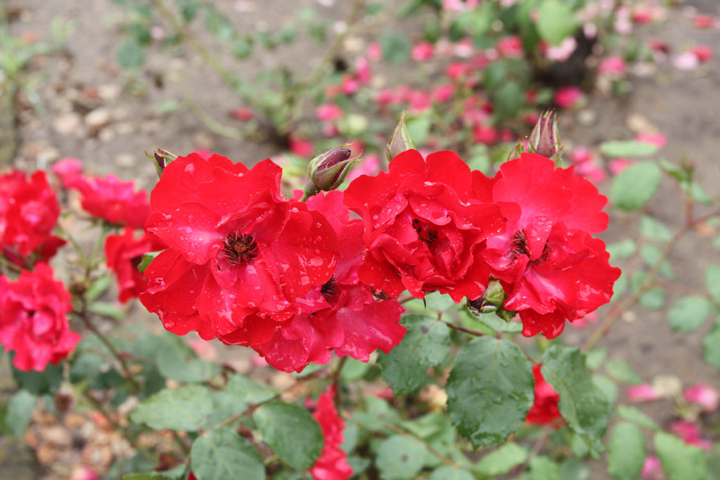 růže Kthe Duvigneau