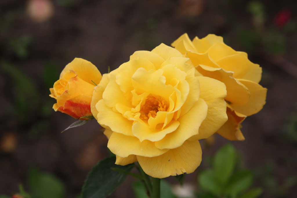 růže Katona Jzsef Emlke