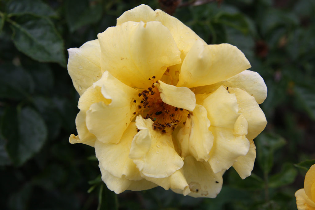 růže Katona Jzsef Emlke