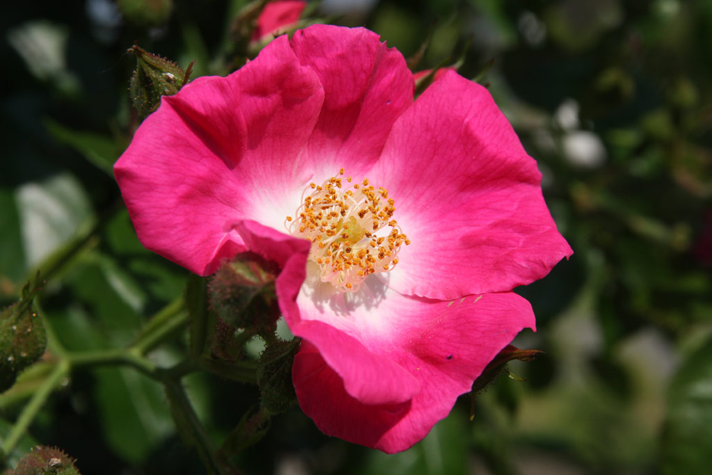 růže Kde Domov M?j (Borov Hora)