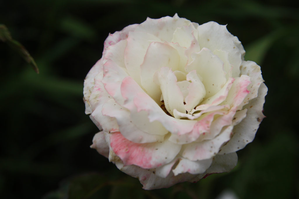 růže Kinizsi Pl Emlke