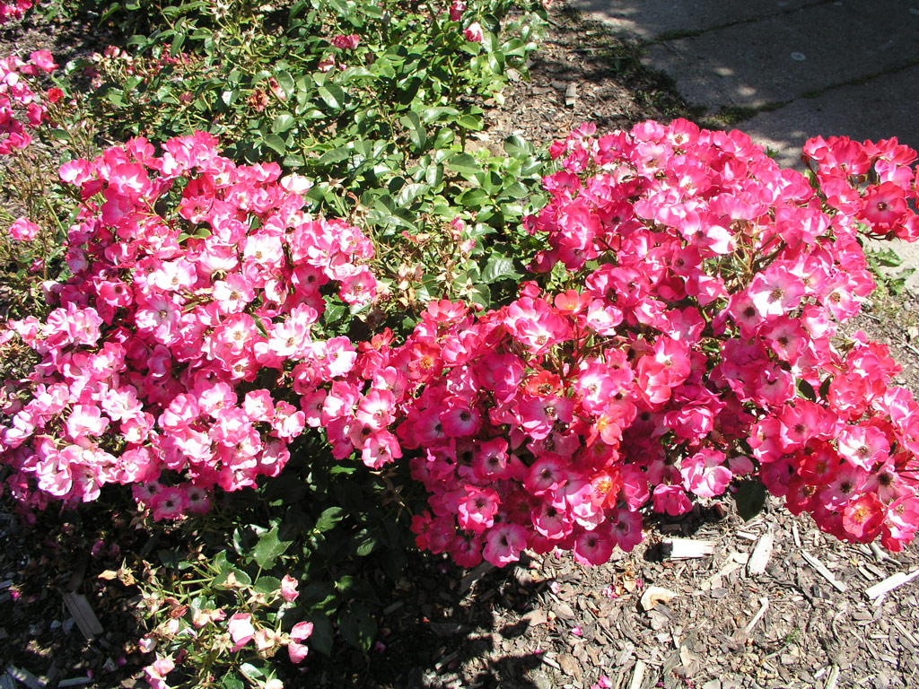 růže Kleine Dortmunderin