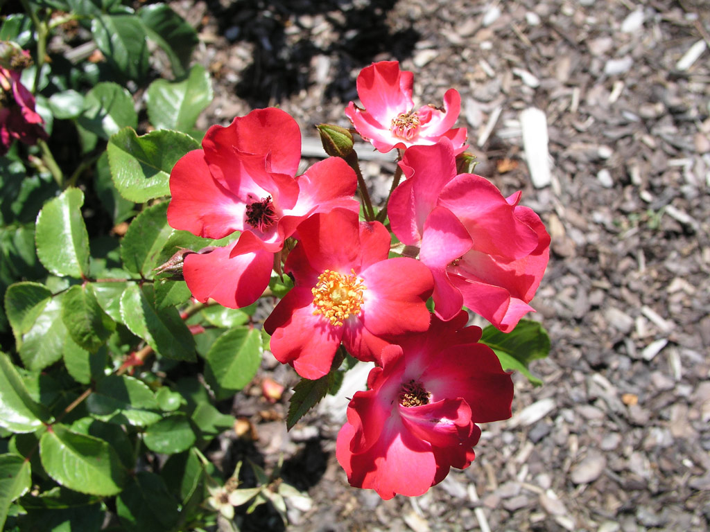 růže Kleine Dortmunderin