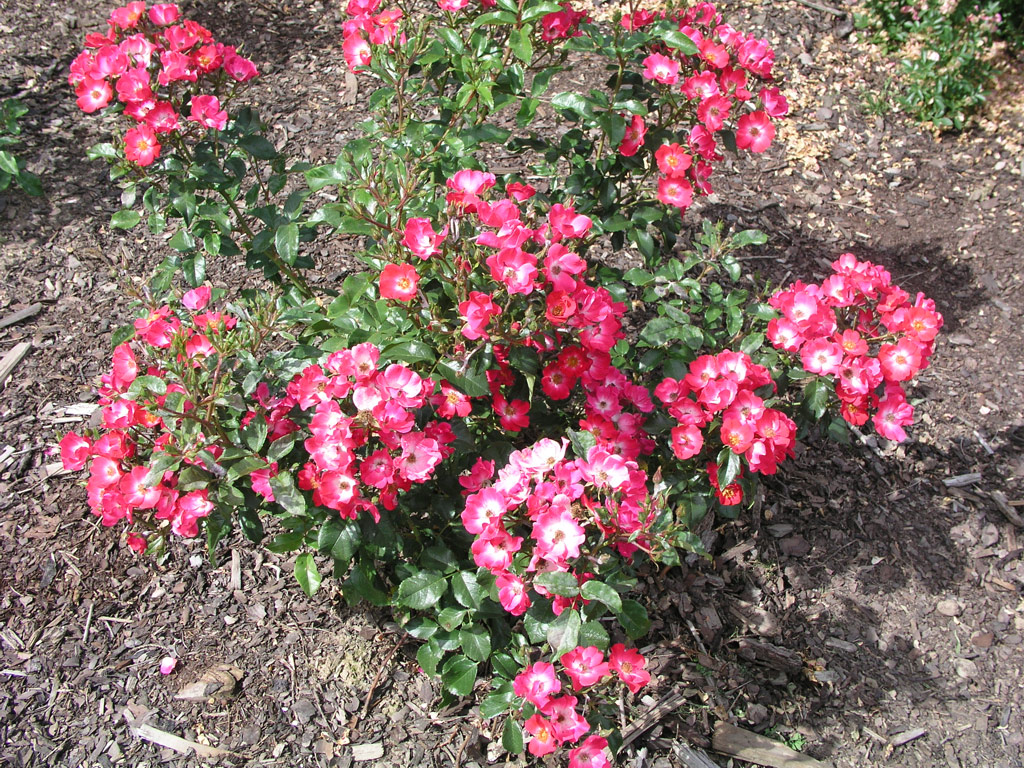 růže Kleine Dortmunderin