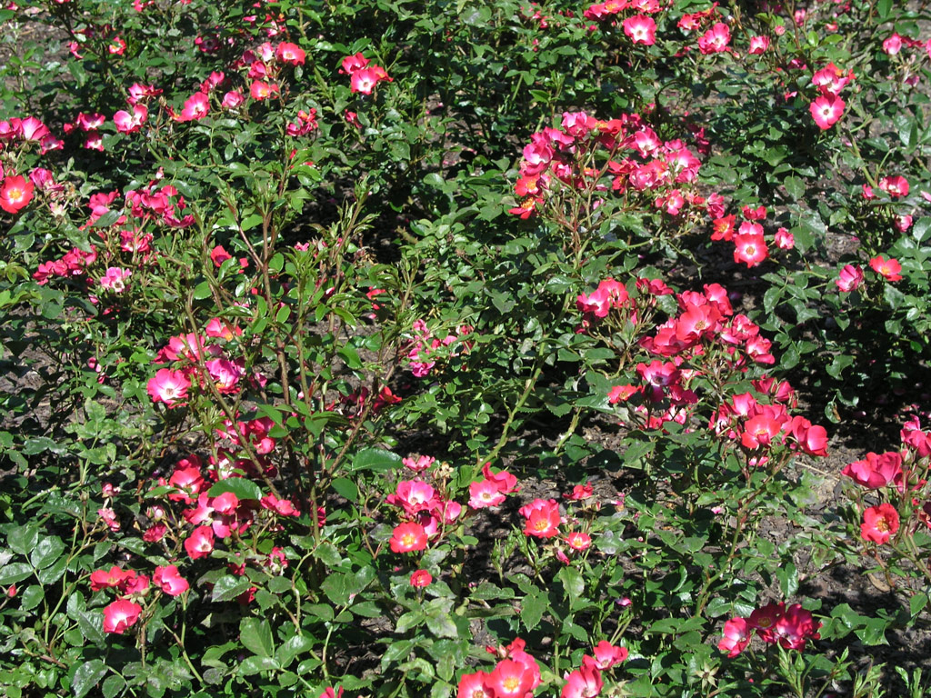 růže Kleine Dortmunderin